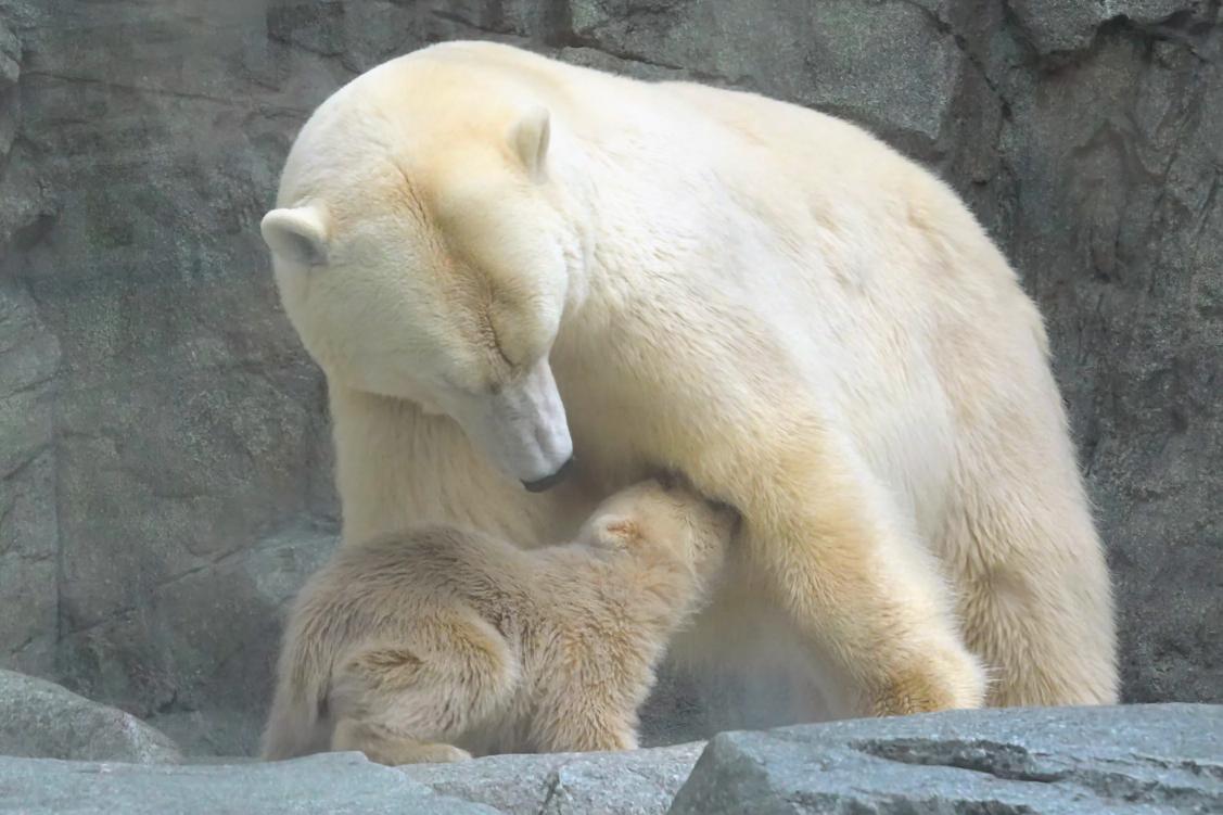 ねこさん.. tweet media