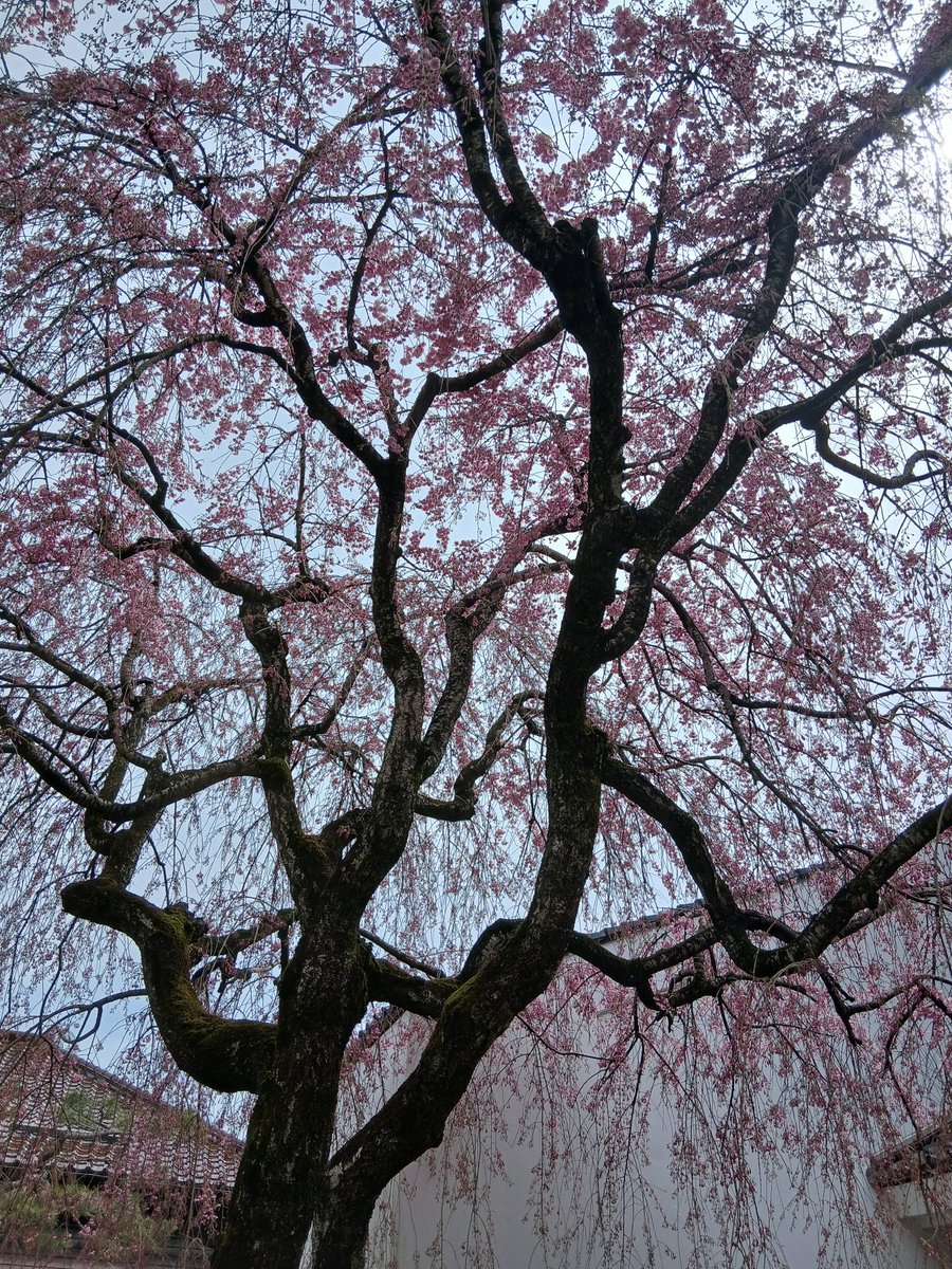 小倉るい tweet media