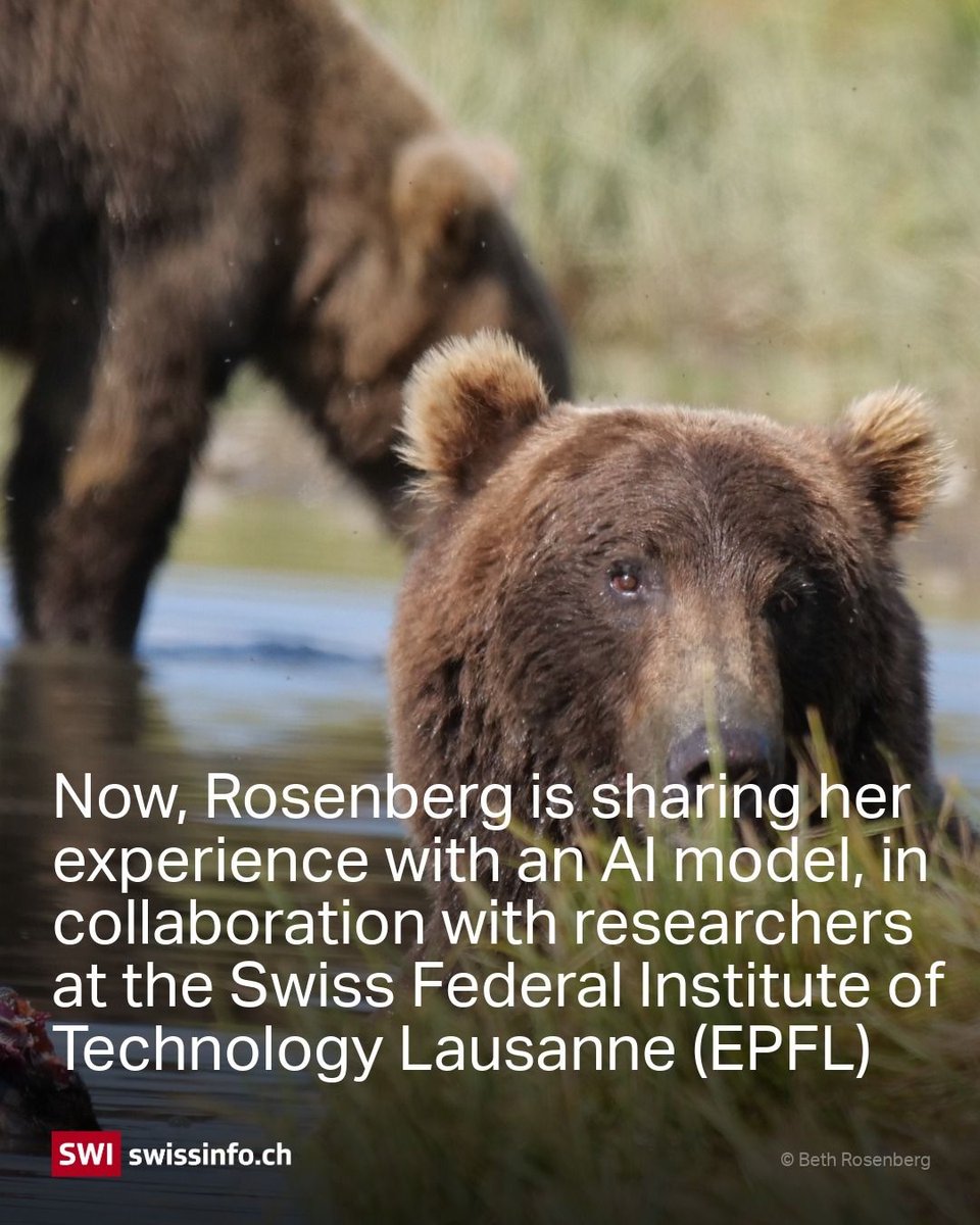 swissinfo_en's tweet image. From identifying #bears in #Alaska to tracking deer in the #Alps, #Swiss-built #AI is opening new frontiers in #wildlife conservation. But machines are no miracle workers: they rely on researchers who have spent a lifetime in nature. 👉
buff.ly/vYn36Xs