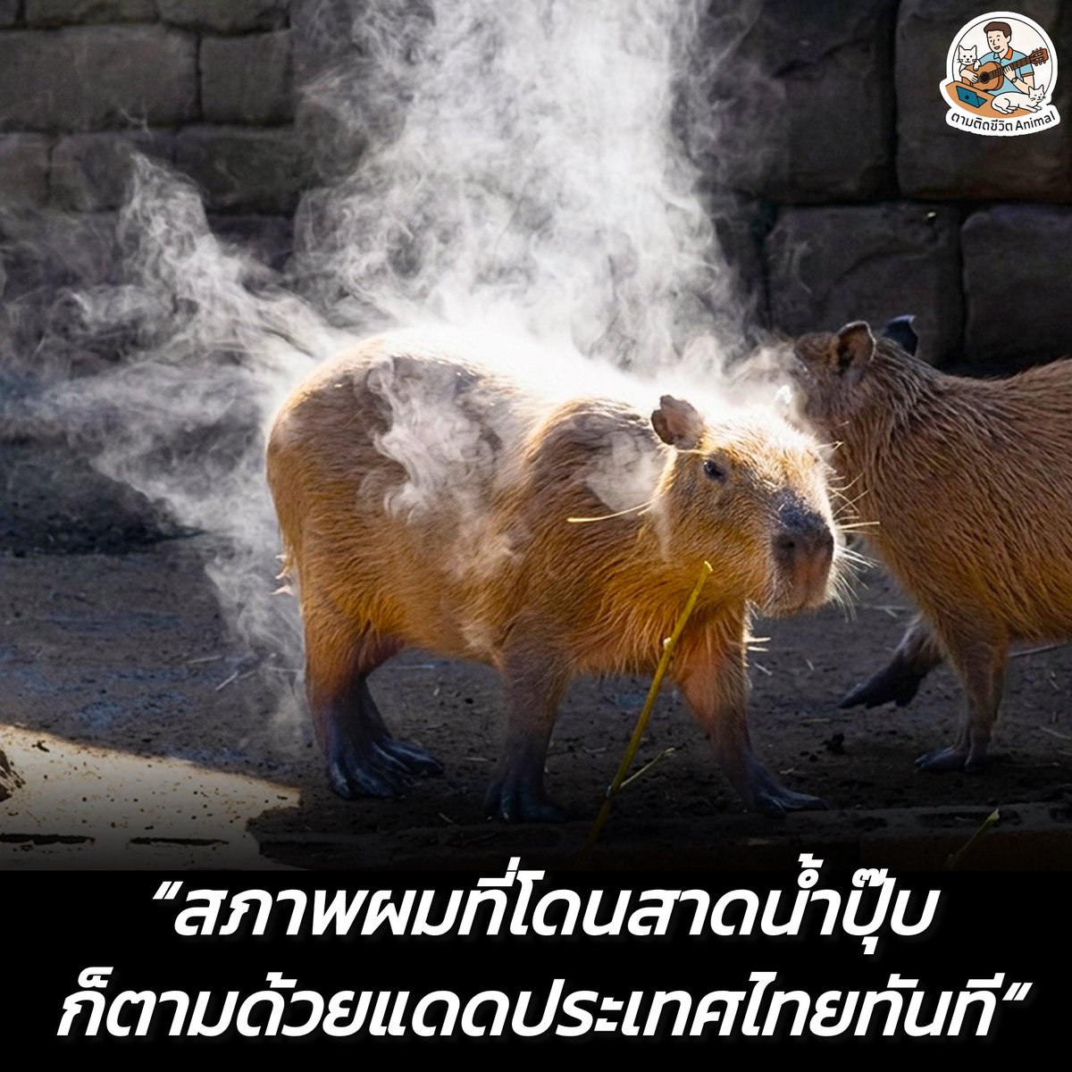 เกียร์สอง ไม่ต้องเปลี่ยนชุด 😳😖🫠

#หมา #ทาสแมว #แมว #อาณาจักรสัตว์โลก #ตามติดชีวิตAnimal