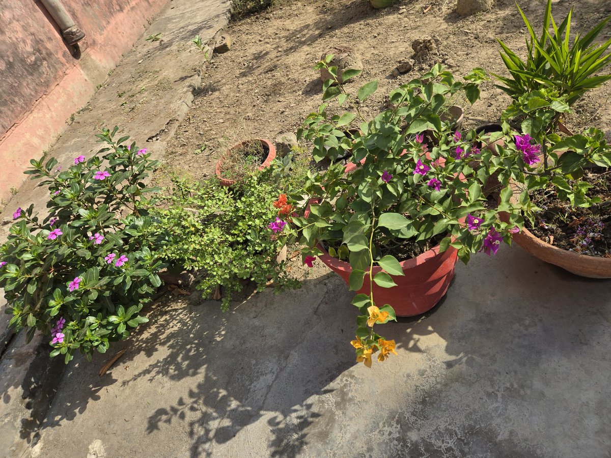 MinuVerma008's tweet photo. Look at the middle flower pot in which different colored flowers is blooming from a single flower's plant,just like our country India🇮🇳where people are living of different cultures and religions🌼but nowadays theirs attitudes n acts become changed.
#Dissapointin🙆♀️
#ChangeForGood https://t.co/UeO5jJEh2w