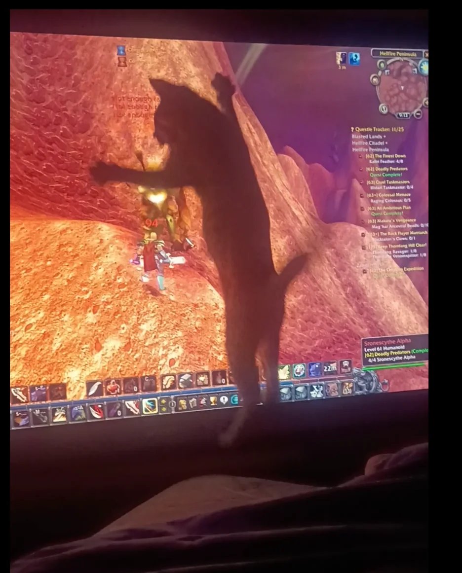 Warcraft Memes tweet media