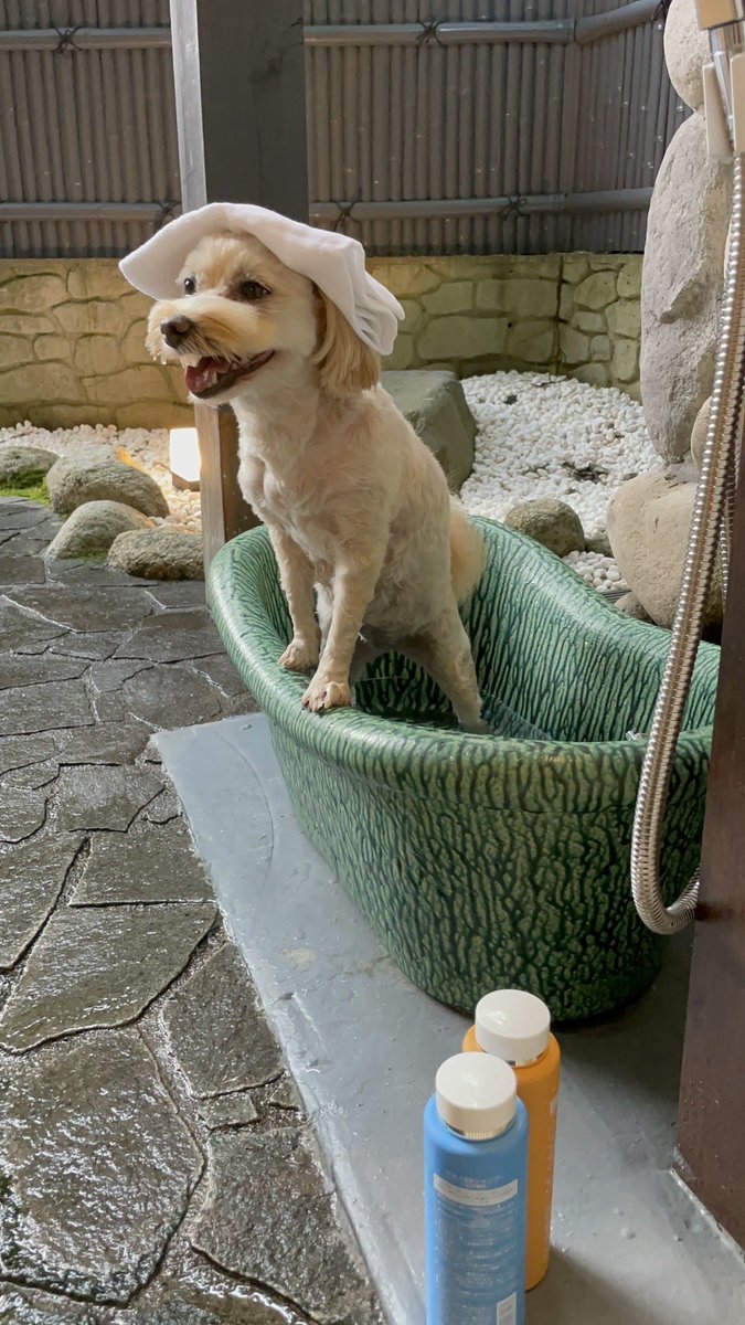 ポケットさん tweet media