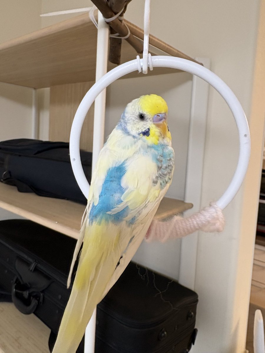 寝落ちママ tweet media