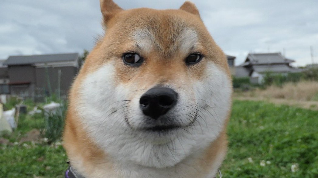 ゴン太郎 tweet media