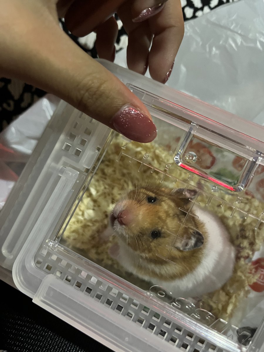 d05md's tweet photo. ゴールデン🐹お迎えしました🤍かわいい https://t.co/DHbjoqJyiO