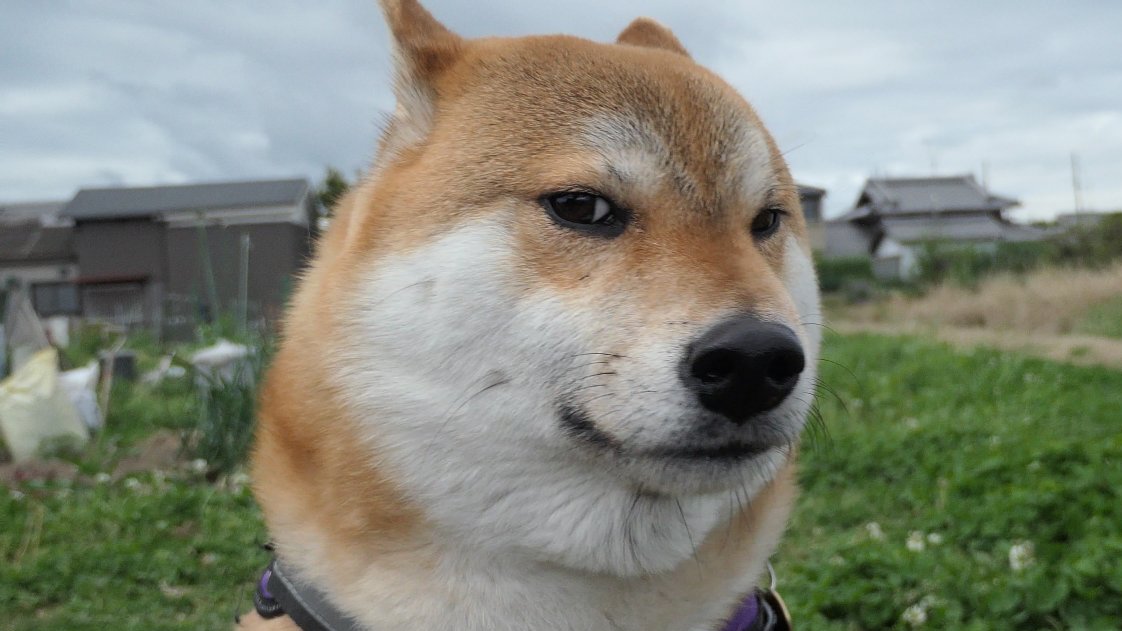 ゴン太郎 tweet media