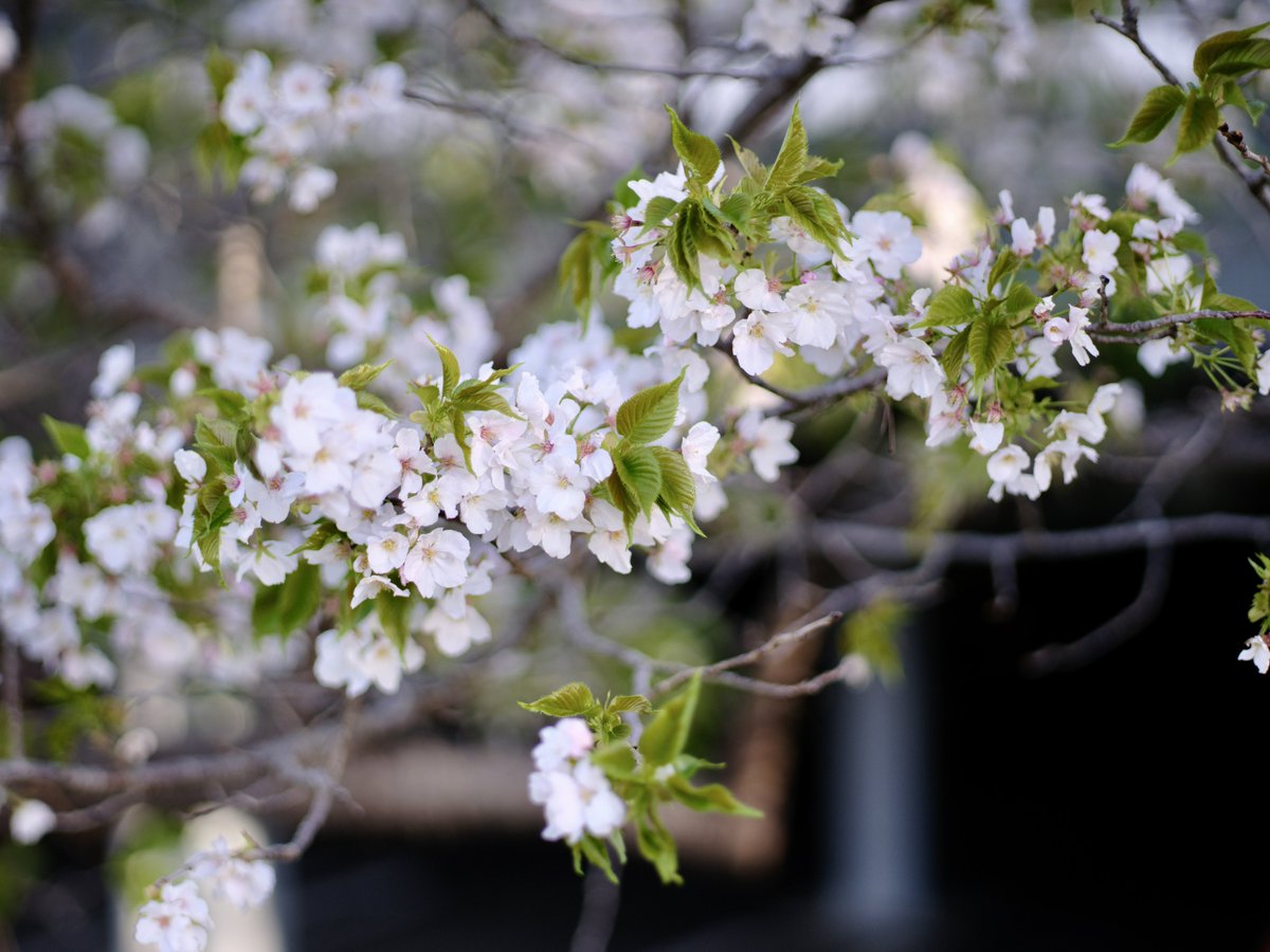 katt87's tweet image. #柴犬　#snap   #FUJIFILM
📷Hasselblad Carl Zeiss F Planar T* 110mm F2