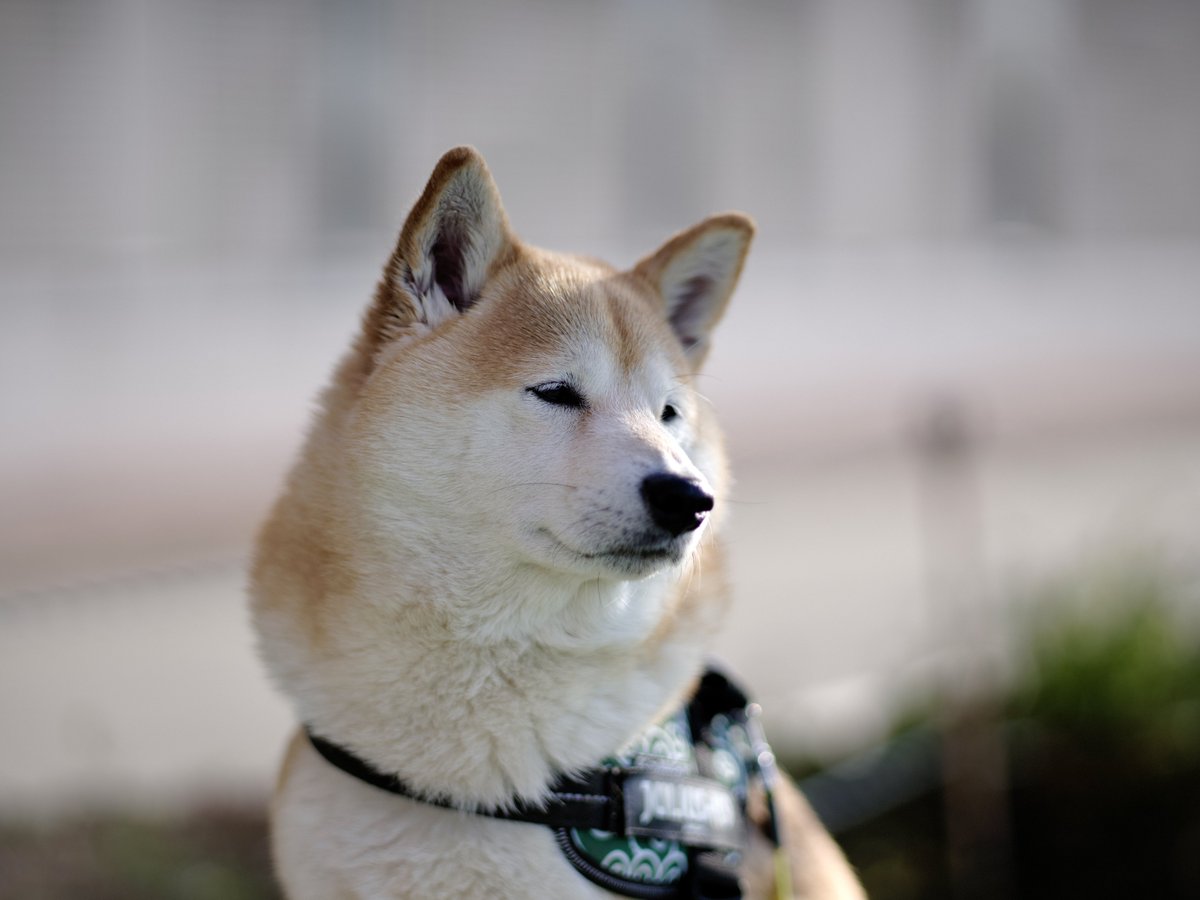 katt87's tweet image. #柴犬　#snap   #FUJIFILM
📷Hasselblad Carl Zeiss F Planar T* 110mm F2