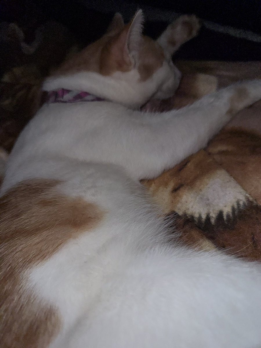 Rafflesia tweet media