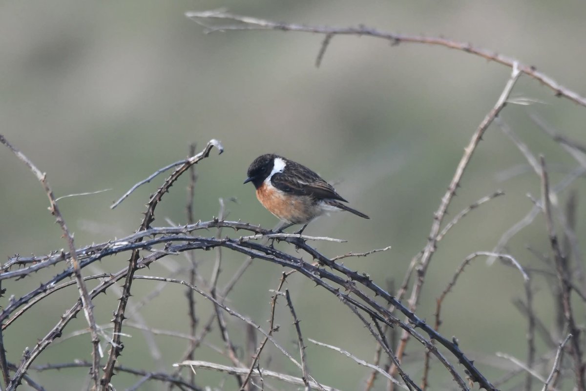 nealesmithworld's tweet image. Stonechat 
Bude Cornwall 〓〓
#Bude #Cornwall 
#Stonechat