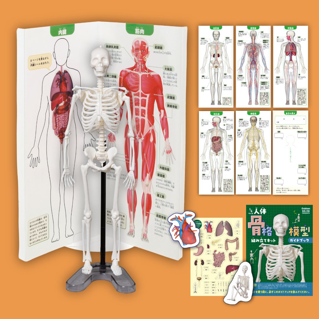 「学研の科学」公式★「恐竜化石発掘キット」発売中！（Gakken） tweet media