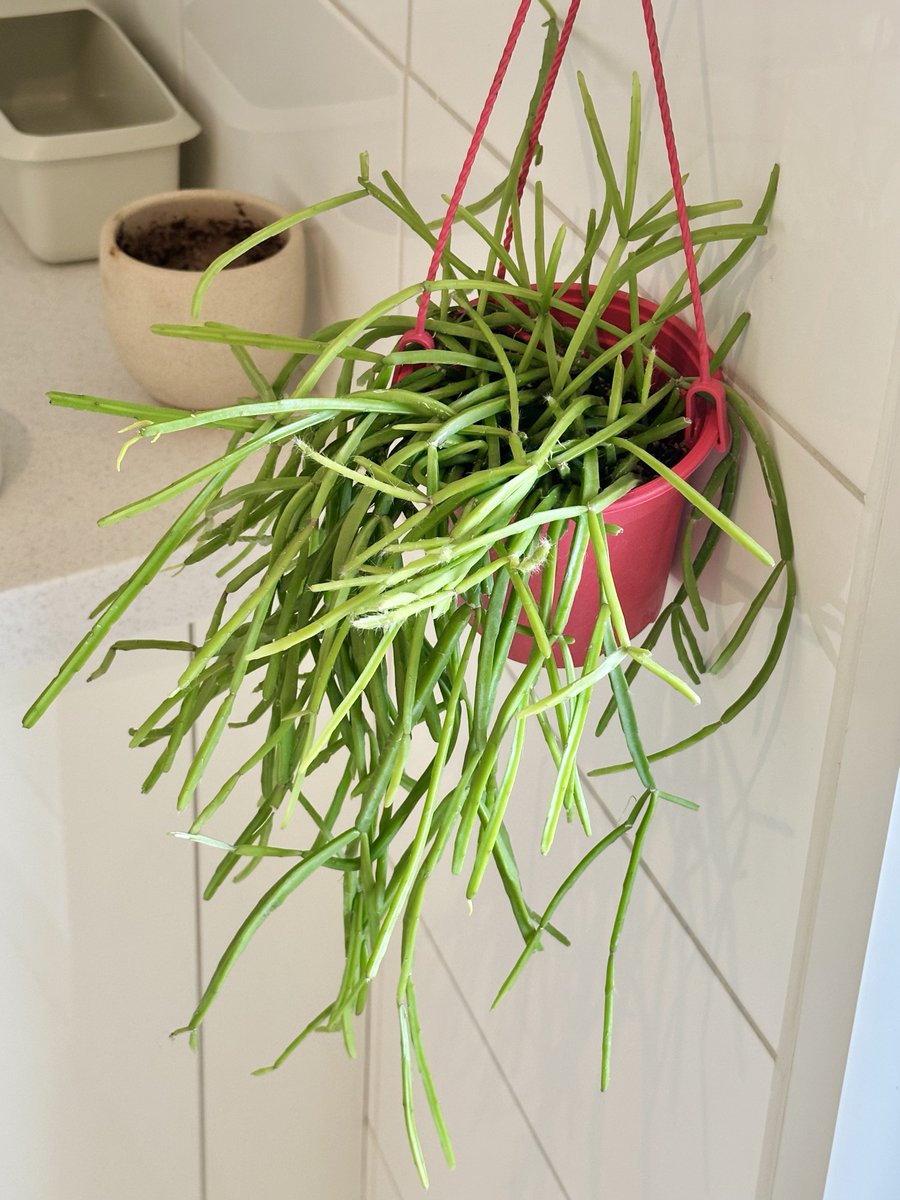 cherryland tweet media