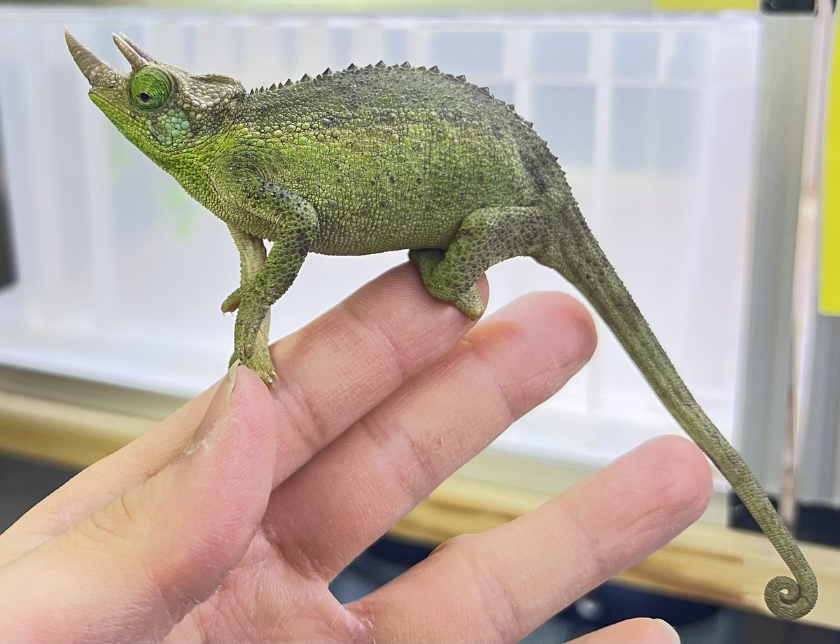 爬虫類倶楽部 大宮店 tweet media