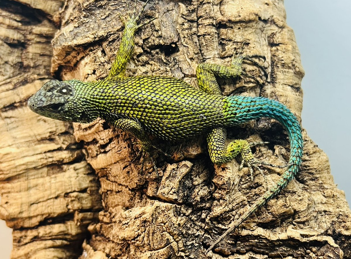 爬虫類倶楽部 大宮店 tweet media