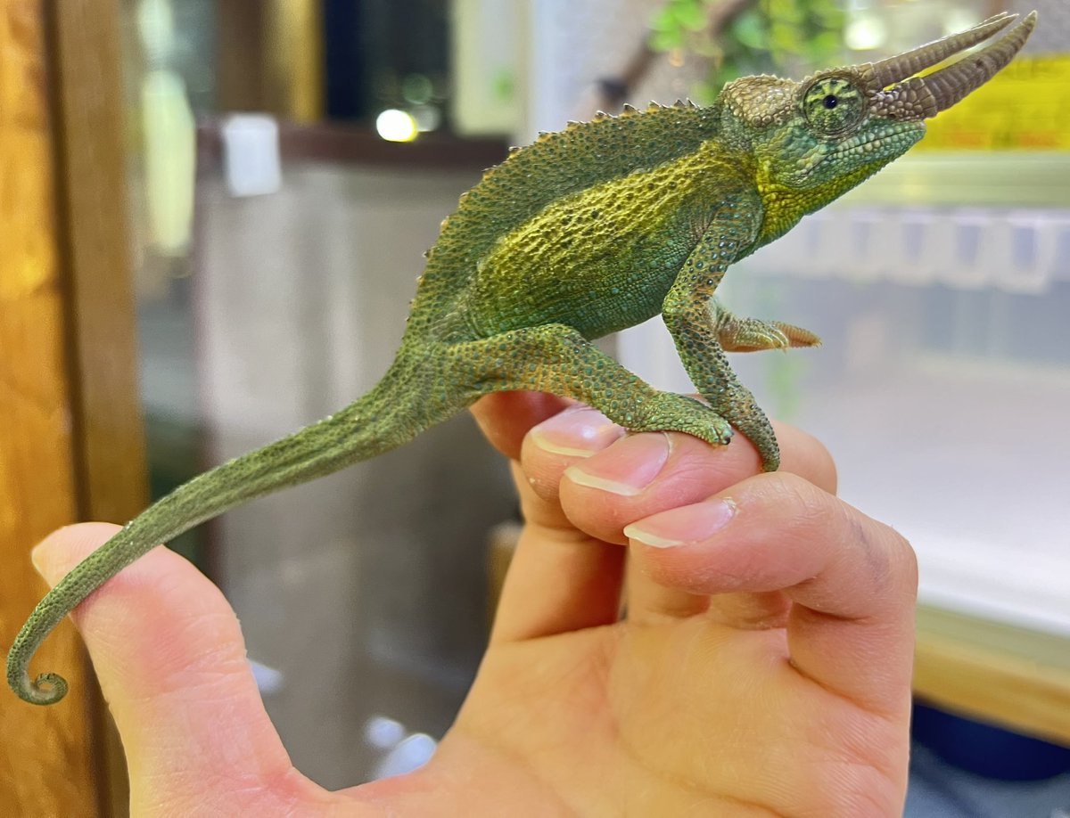 爬虫類倶楽部 大宮店 tweet media