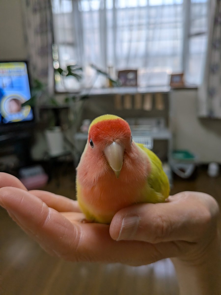小桜餅🌸は　如何？