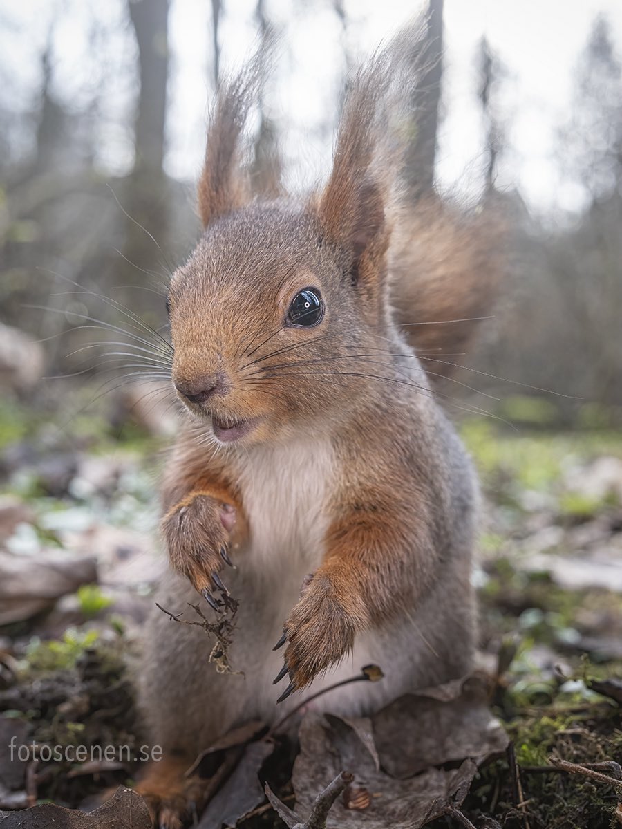 Squirrels by Fotoscenen tweet media