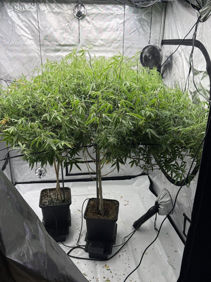 SlimmBankroll's tweet image. Ok…I’m reloaded 🔫
   🍊🍪and 🫐🫐
      💪🍬😮‍💨🤤
My girls ￼￼￼￼￼￼￼￼love to flip on me ￼￼
How my monster crops start
#homegrown #indoor