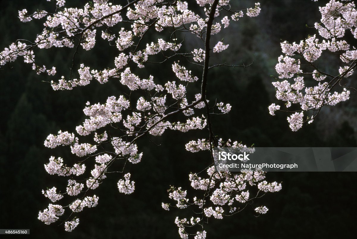velvia100's tweet image. Cherry blossoms (Yoshino cherry)
Hyogo prefecture Kami town
istockphoto.com/jp/%E3%82%B9%E…
#nature #landscape #Japan