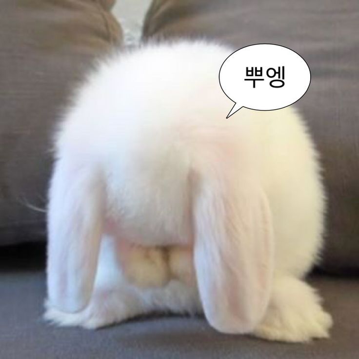 초토 / 𝒄𝒉𝒐𝒄𝒐 𝒓𝒂𝒃𝒃𝒊𝒕 tweet media