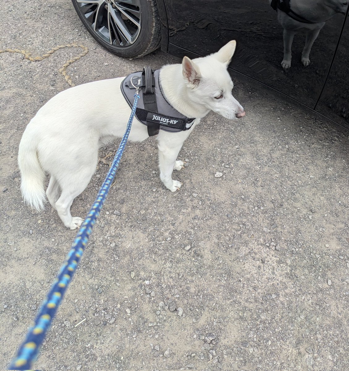 ぷくたん tweet media