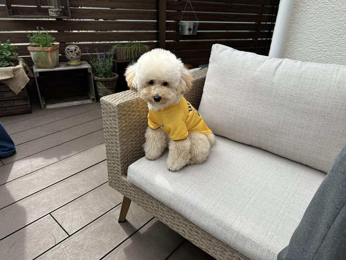 虎たろうSHOP🐯 tweet media