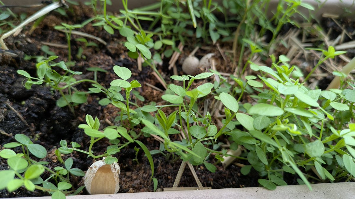 料理するみーあ。さん tweet media