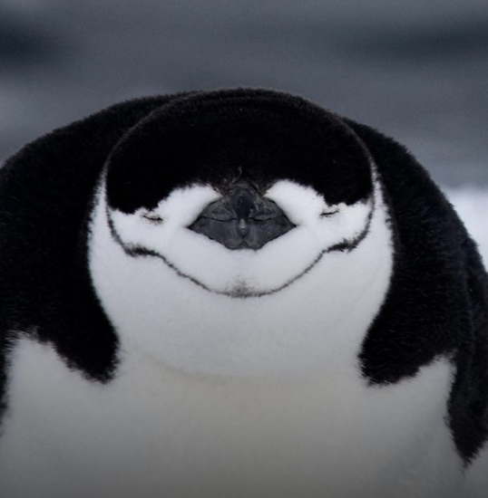 Gib0sol's tweet photo. the chinstrap penguin takes over 10,000 naps in a day according to this post on instagram. A literal chud. 

https://t.co/AEhVXZFlCC https://t.co/qnXv9VHJoA