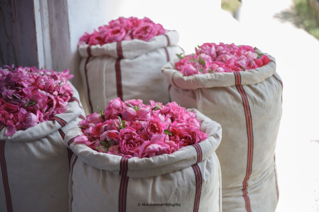 عواض الخديدي tweet media