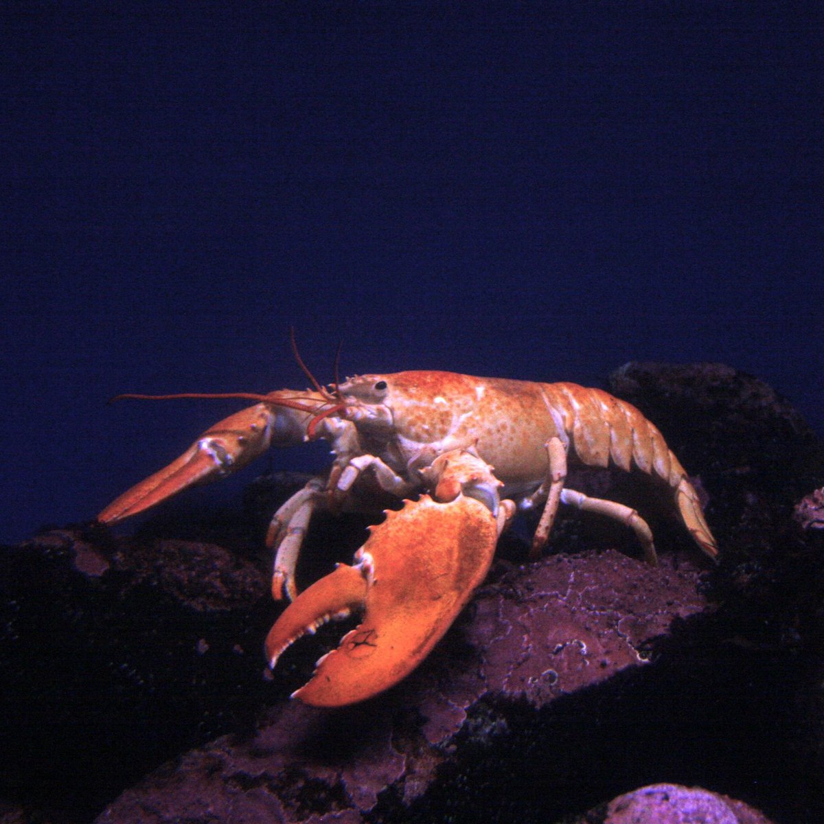 MHA Yeni Sayfa tweet media