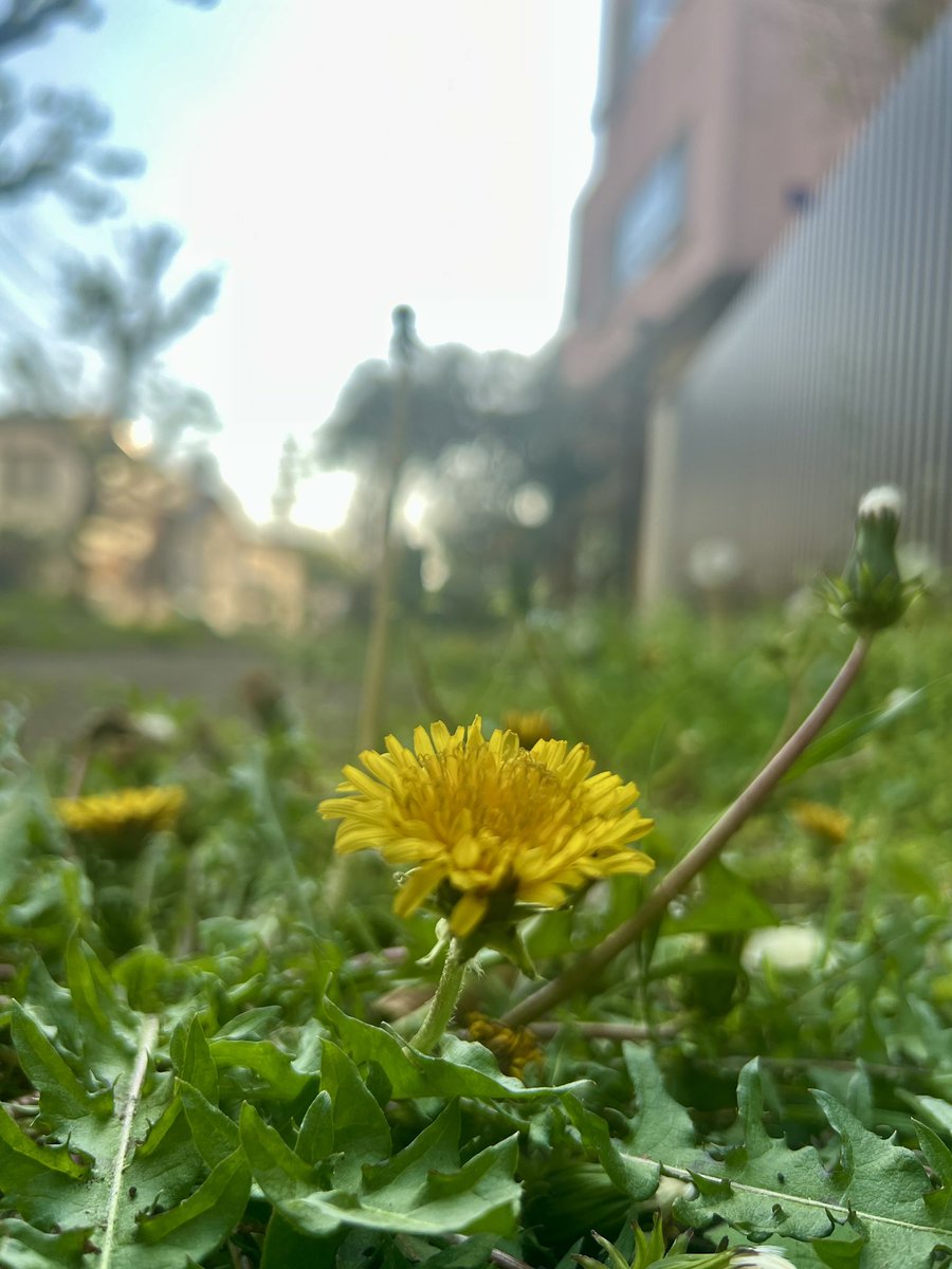 Radimo(レディモ) ！公式 tweet media