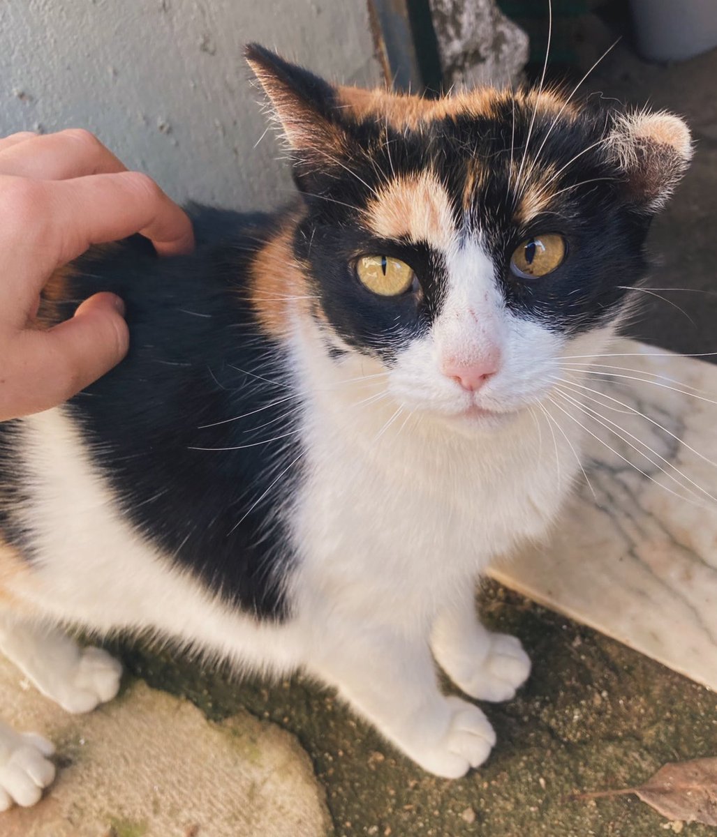 Asociación Felina de Romangordo tweet media