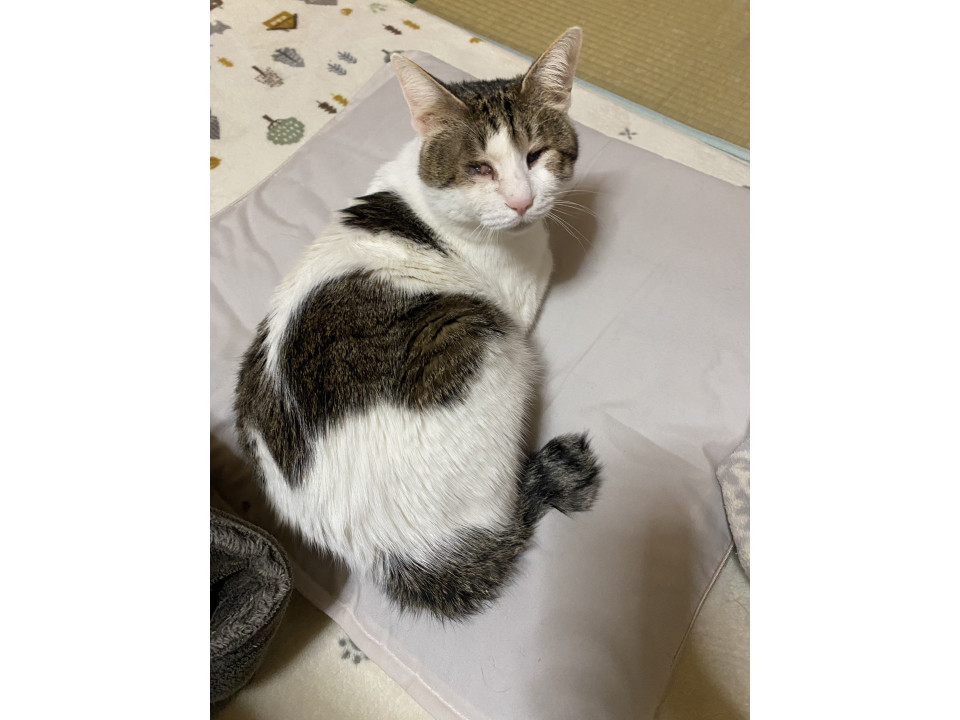 【ネコジルシ】迷い猫情報 tweet media