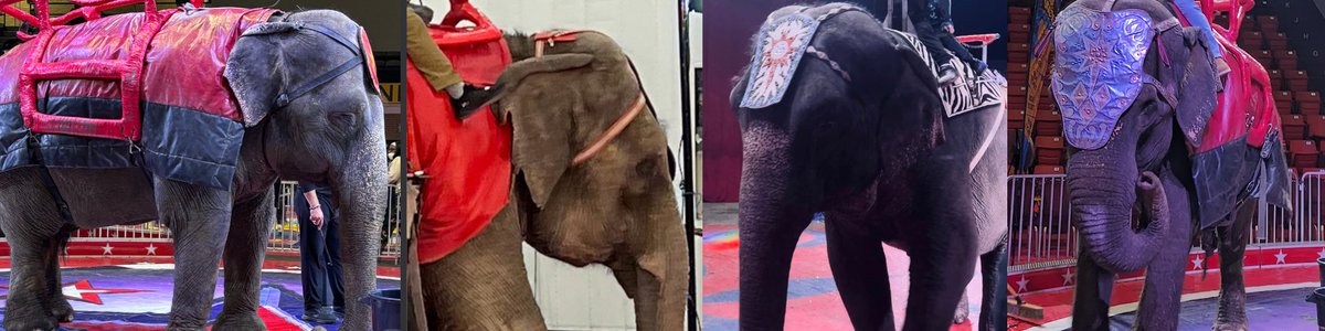 Save The Asian Elephants tweet media