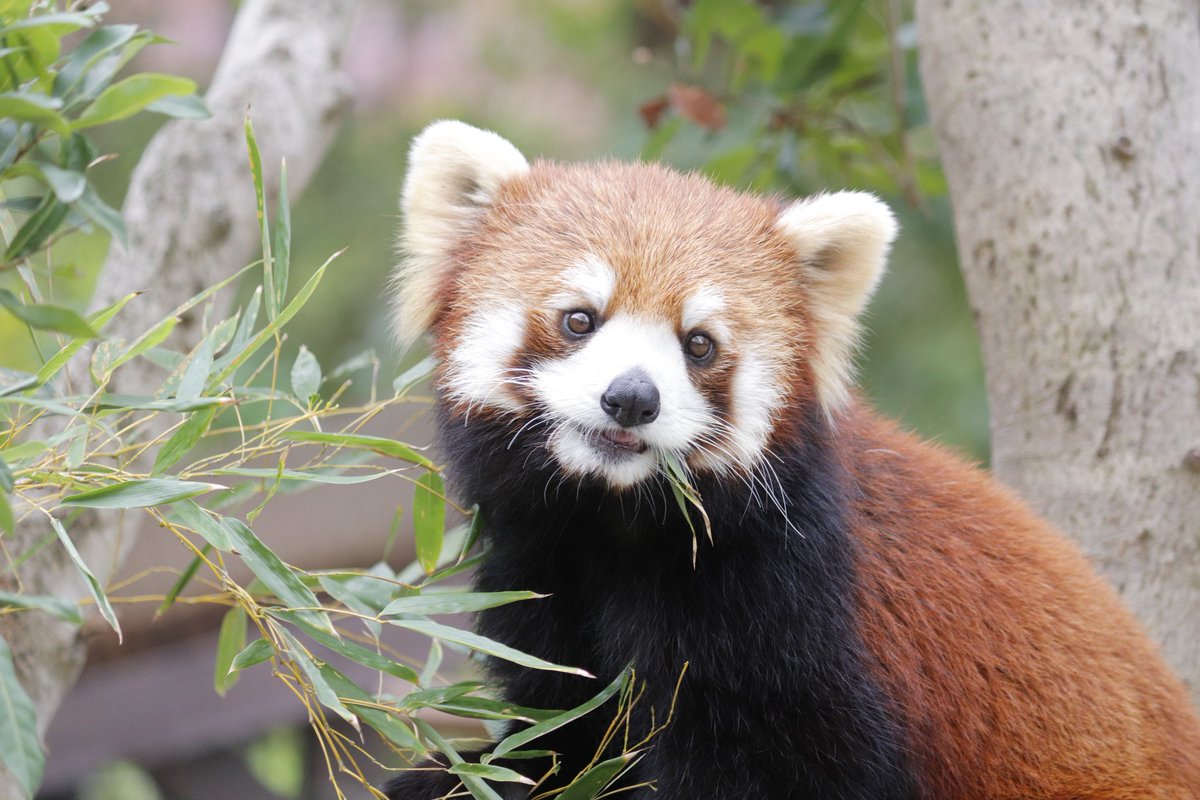 豊橋総合動植物公園（のんほいパーク） tweet media
