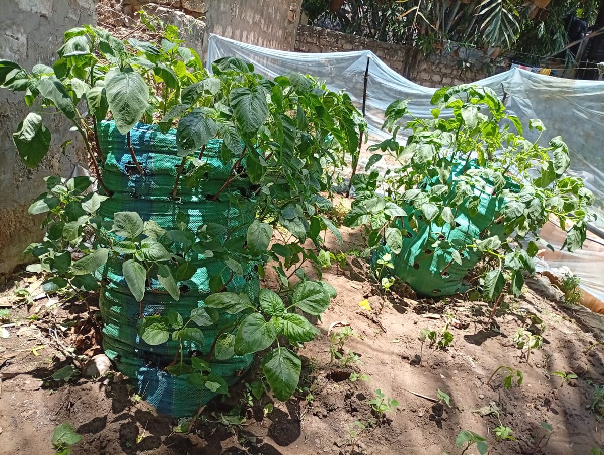 SeyGroup's tweet photo. reat visit with Kilifi County’s Office of Disability at our Malindi office. We toured our kitchen gardens (built with local widows) to show how we’ll replicate this for PWDs this year. Excited for this partnership https://t.co/cECXi5S2NY