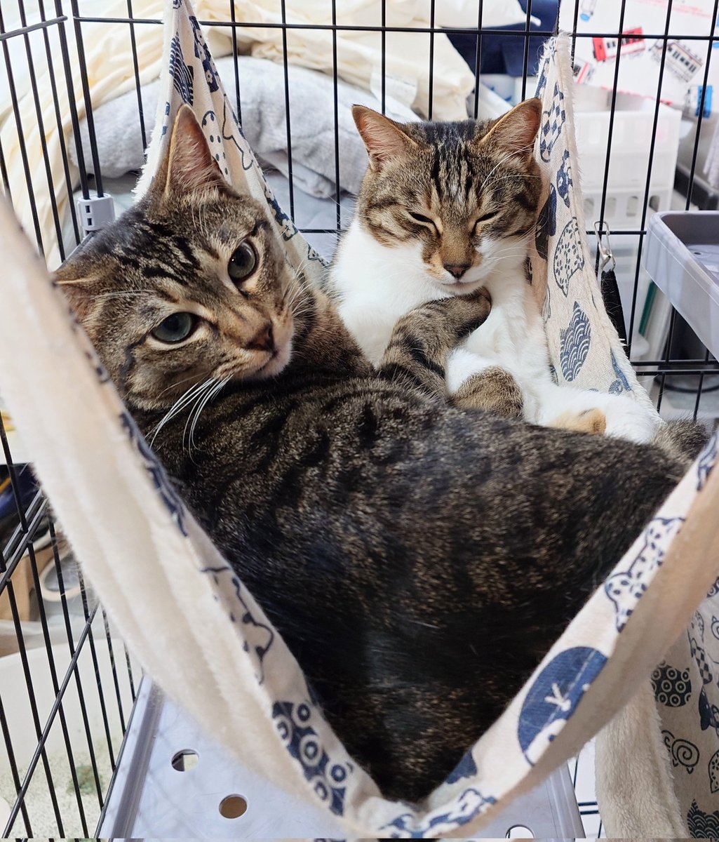 ふうらいぼん tweet media