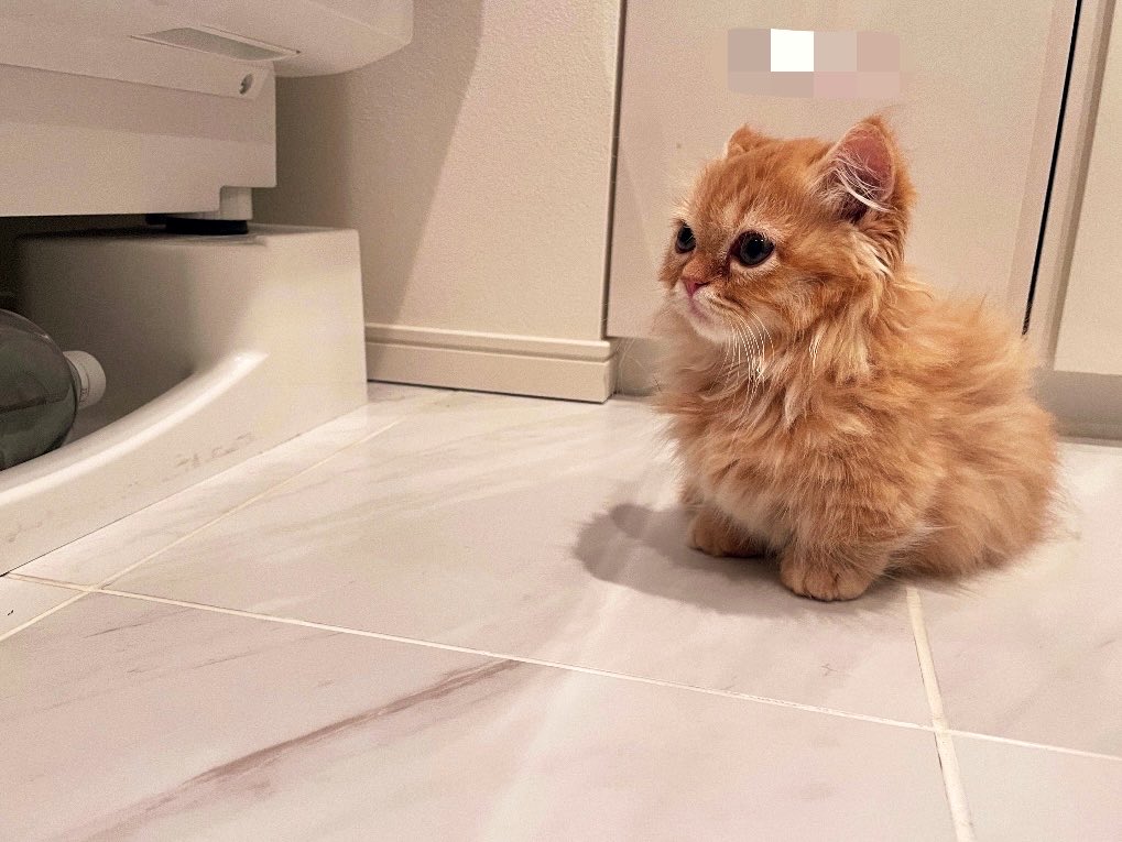 うなねこです。 tweet media