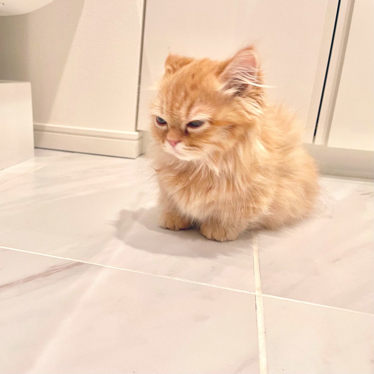 うなねこです。 tweet media