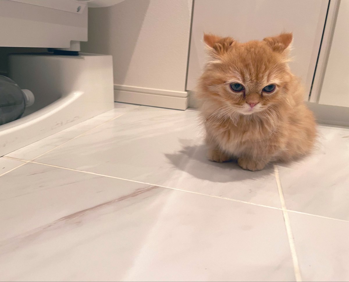 うなねこです。 tweet media