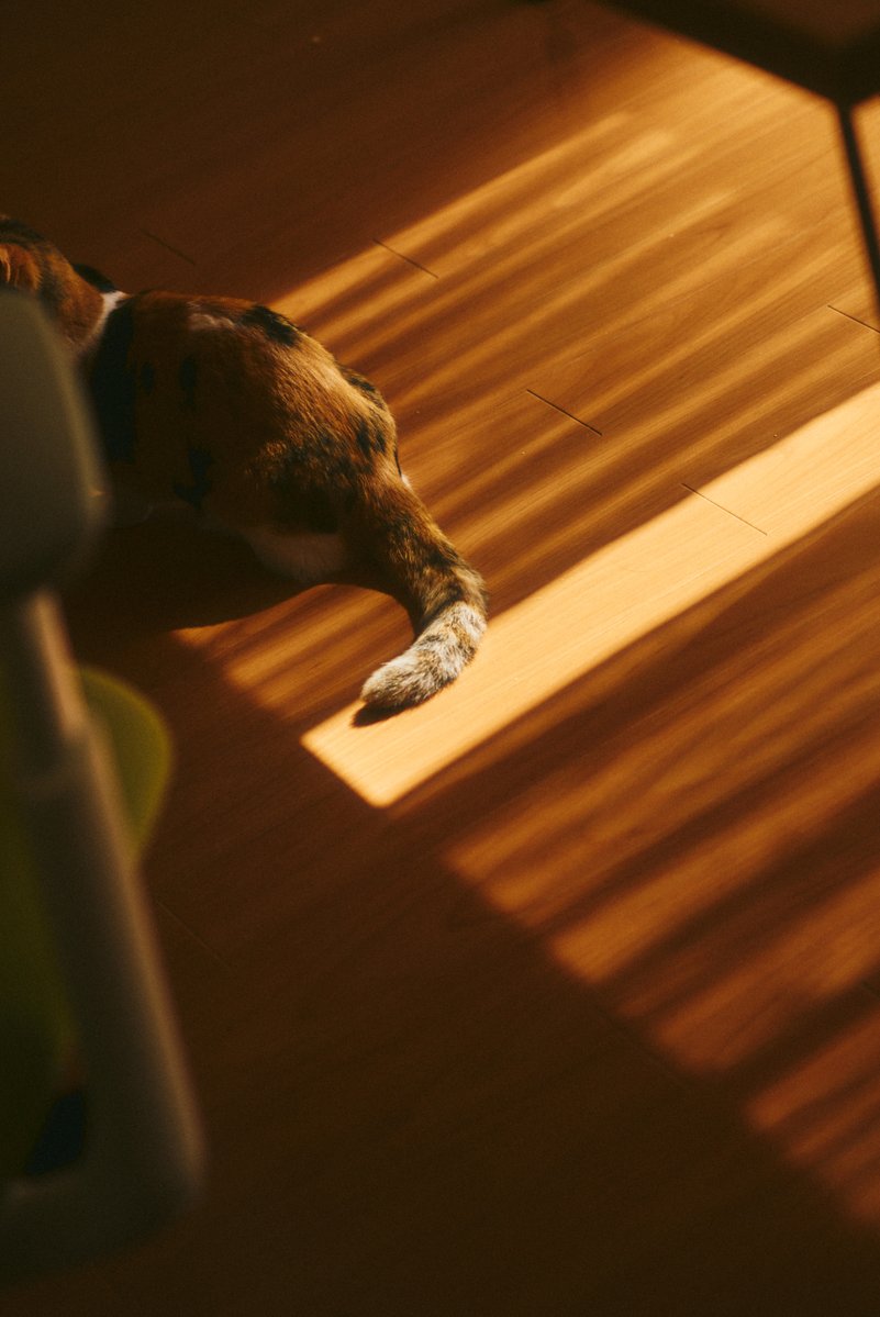 真道 健志 / Shindo Takeshi tweet media