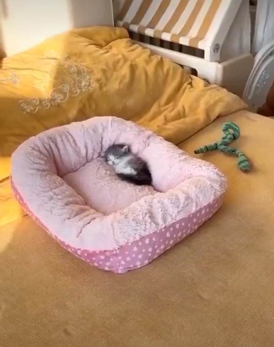 dikkat kedi cikabilir tweet media