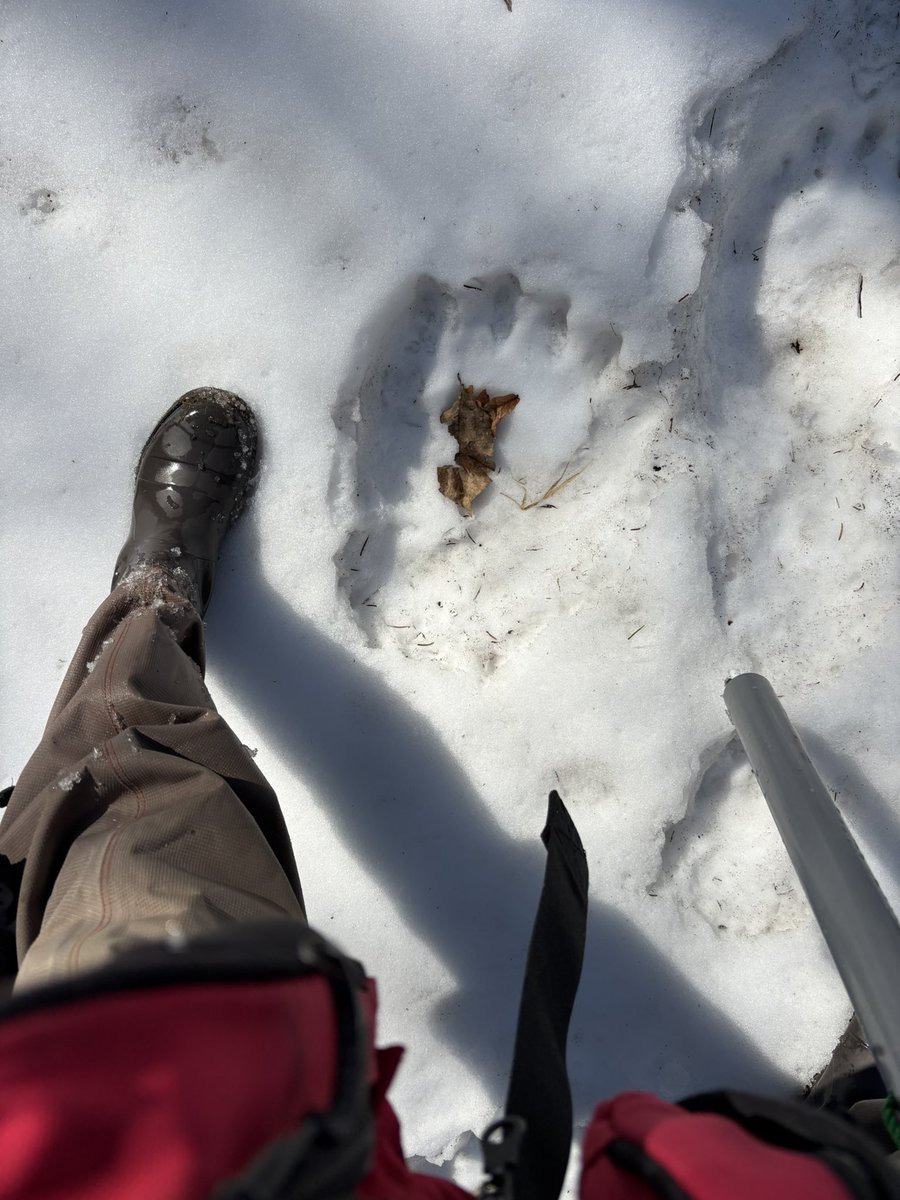 ﾓｽﾞ tweet media