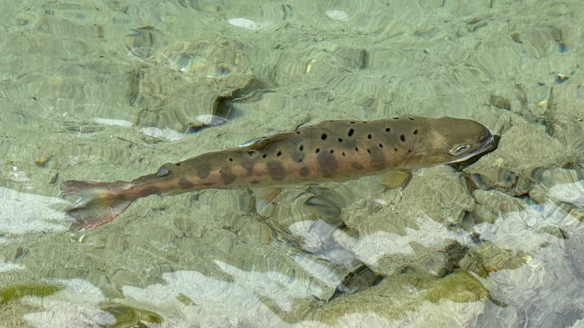 TobyTobyChopper tweet media