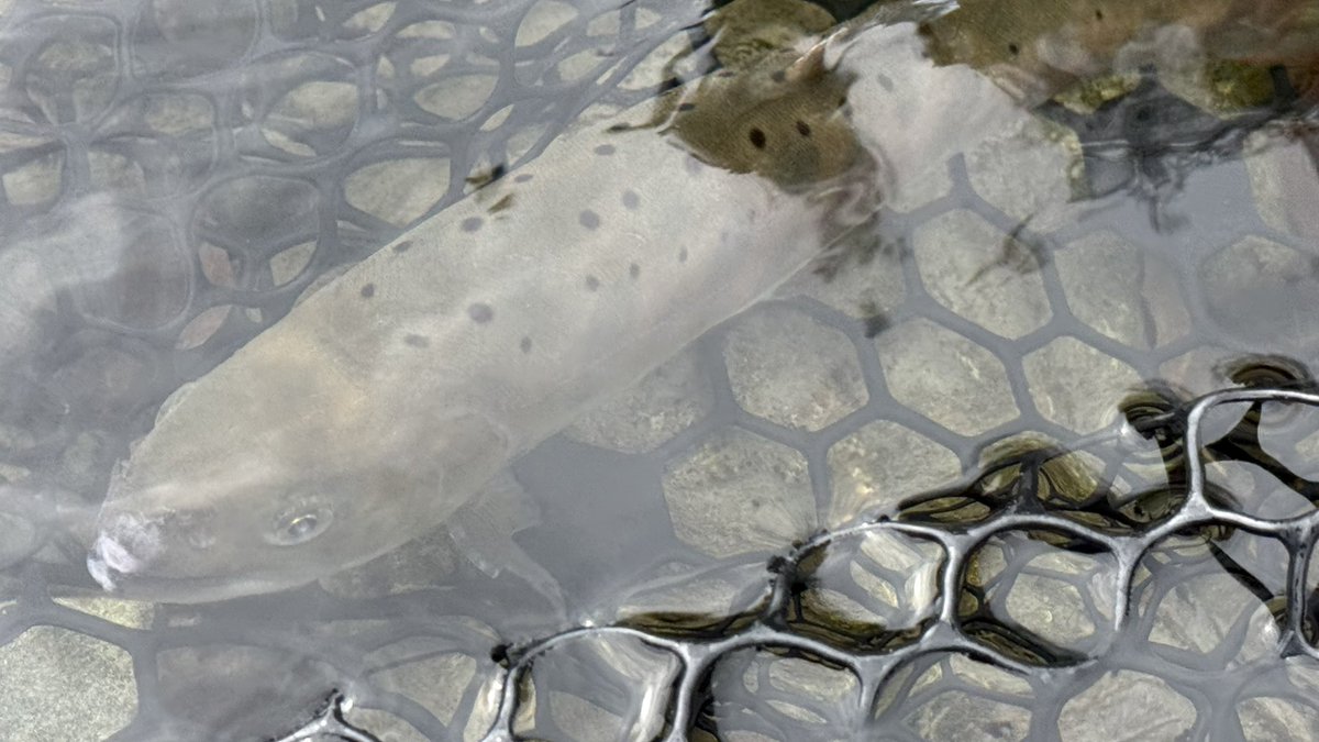 TobyTobyChopper tweet media