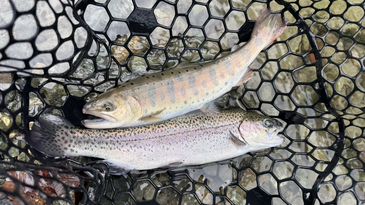 TobyTobyChopper tweet media