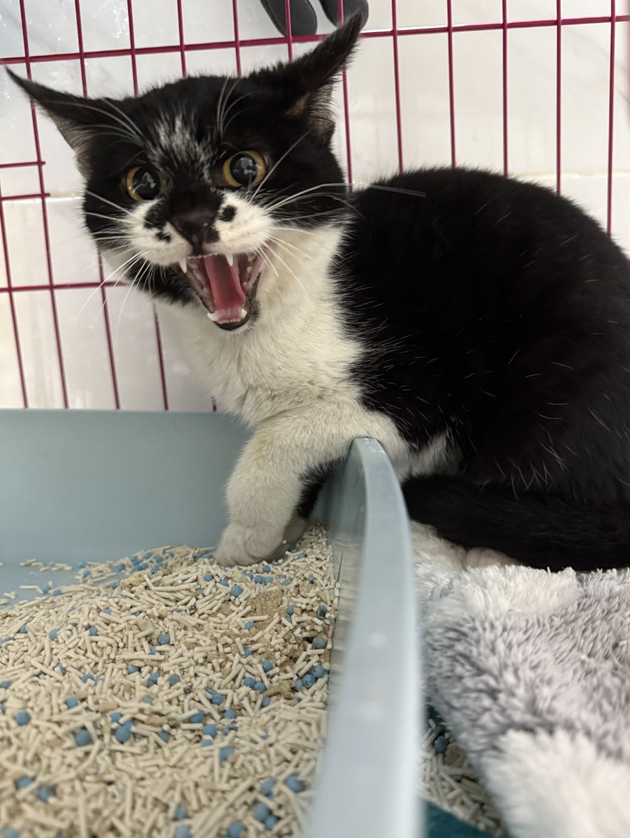 Boooo波妞! tweet media