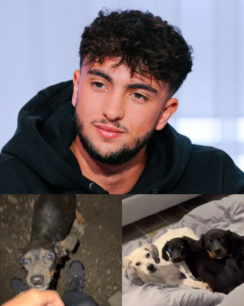 La Ligue Des Animaux tweet media