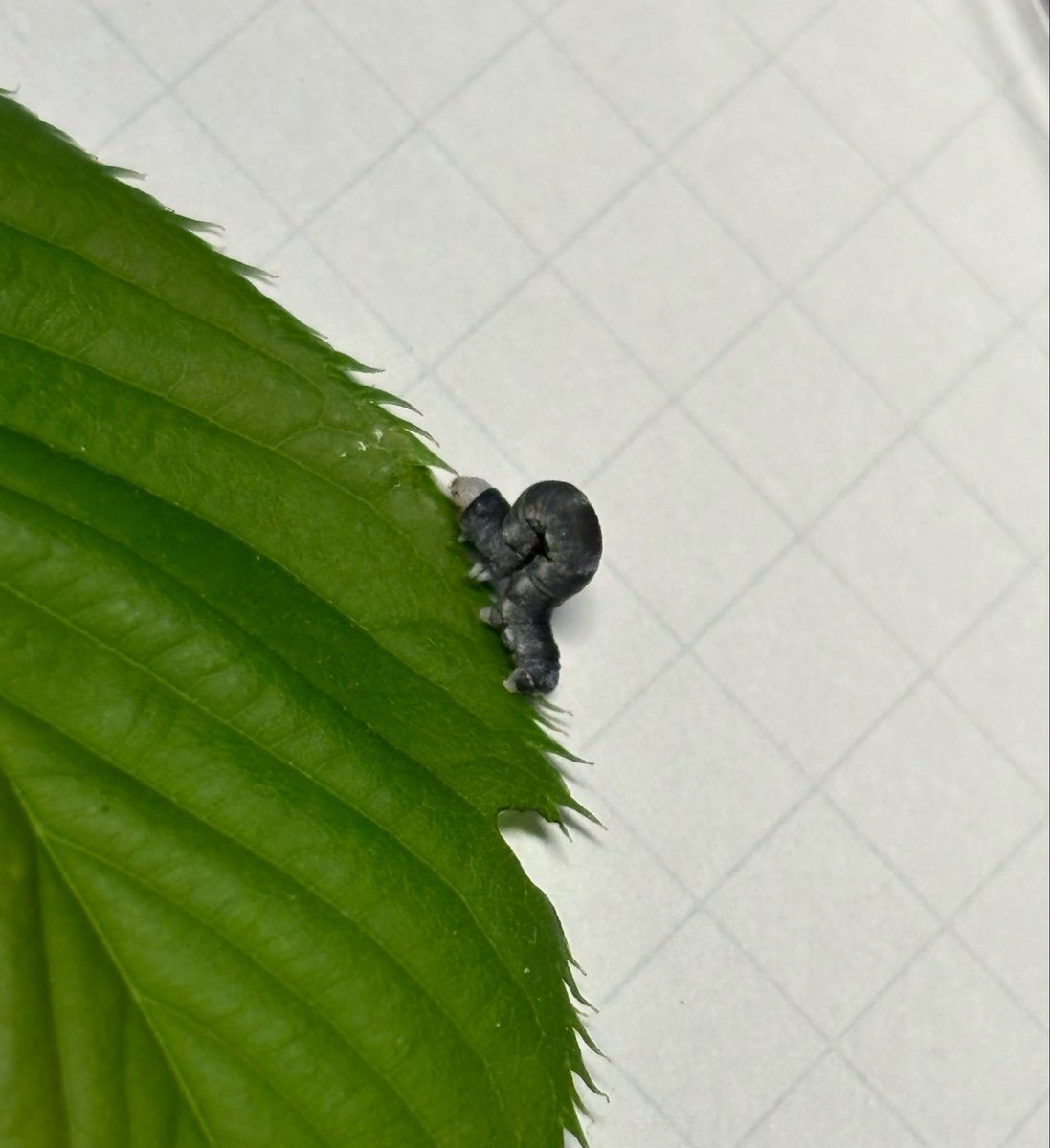 夜明ヨカナ🦋(エメリア) tweet media